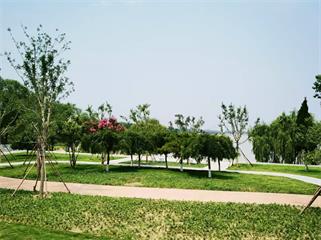 濟南黃河防洪工程綠化提升項目